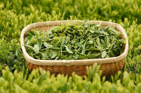 想做評(píng)茶師？那你應(yīng)該來石家莊聞達(dá)職業(yè)技能培訓(xùn)學(xué)校學(xué)學(xué)了